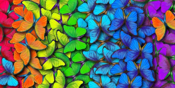 Peinture murale Papillons arc-en-ciel
