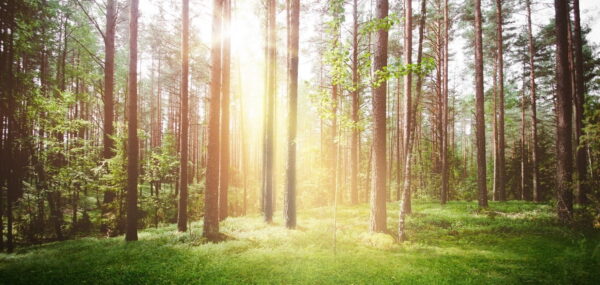 Peinture murale Le soleil dans la forêt