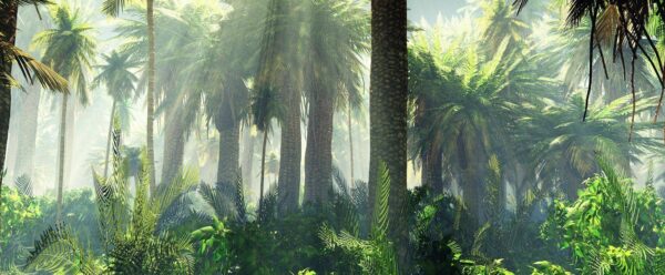 Peinture murale Jungle dans la brume