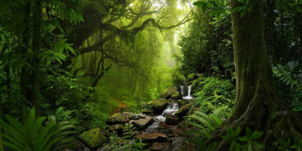 Poster XXL Forêt Tropicale