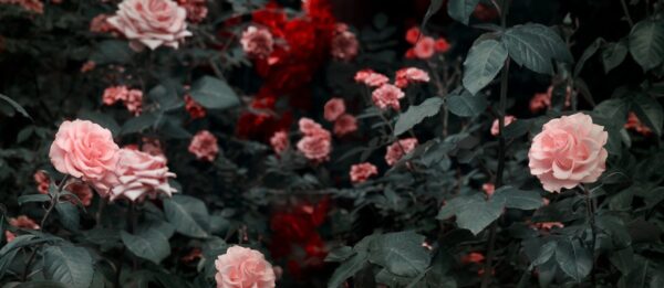 Peinture murale Roses en fleurs