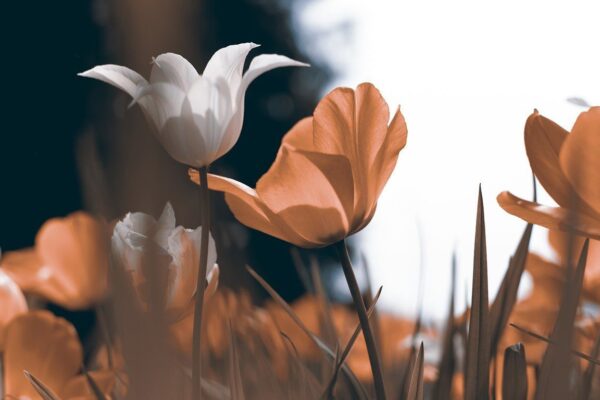 Peinture murale Tulipes printanières