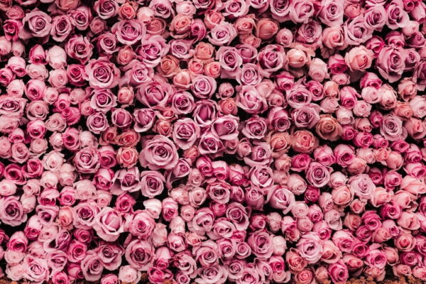 Poster XXL Roses