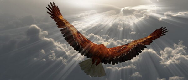 Peinture murale Aigle en vol