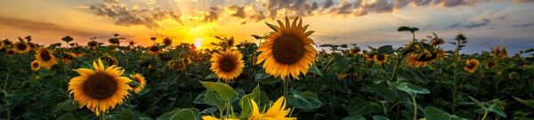 Peinture murale Champ de tournesols