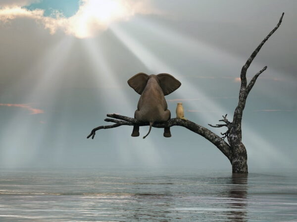 Peinture murale Éléphant sur un arbre