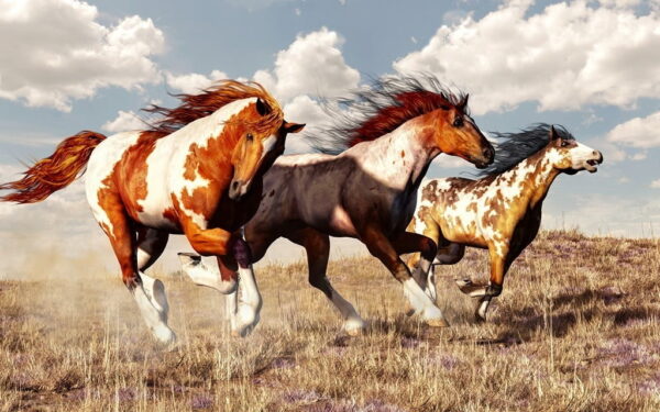 Poster XXL Chevaux en Cours d'exécution
