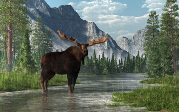 Poster XXL Orignal dans les montagnes