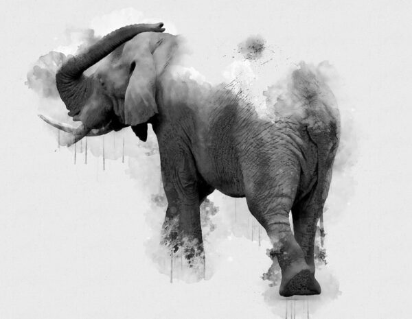Poster XXL Éléphant gris