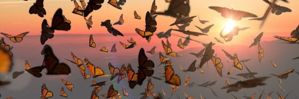 Peinture murale Papillons