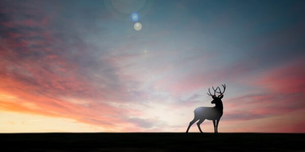 Poster XXL Cerf à l'Ouest