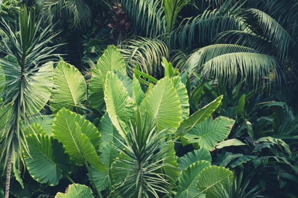 Peinture murale Forêt tropicale