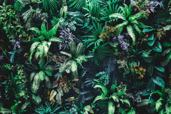 Poster XXL Jardin Tropical