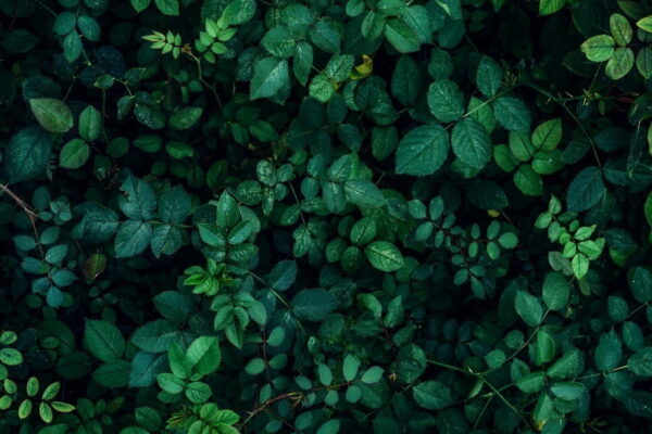 Poster XXL Ivy en noir