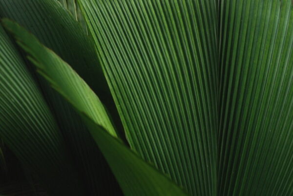 Poster XXL Plante verte