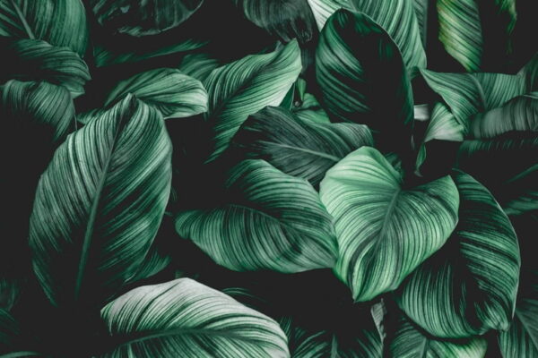 Peinture murale Feuilles en noir