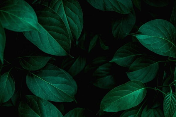 Peinture murale Feuilles en noir