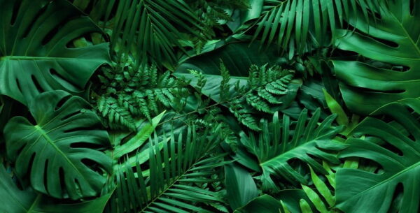 Peinture murale Feuilles de Monstera