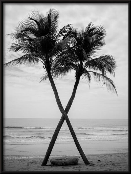 Affiche Palmiers sur la plage – Image 2