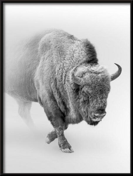 Affiche Bison dans la brume – Image 4