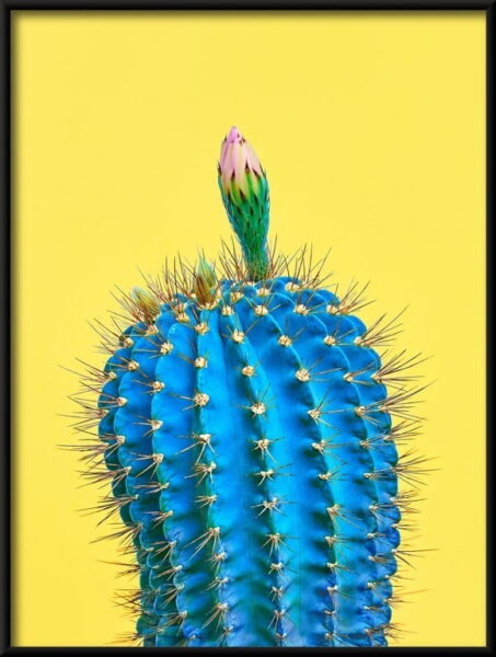 Cactus bleu Poster – Image 4