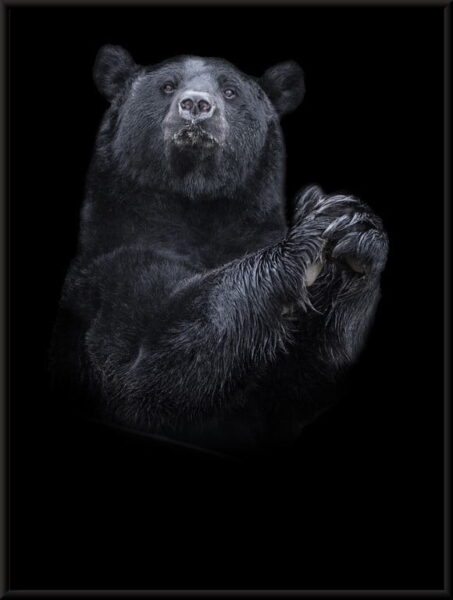 Affiche ours noir – Image 2