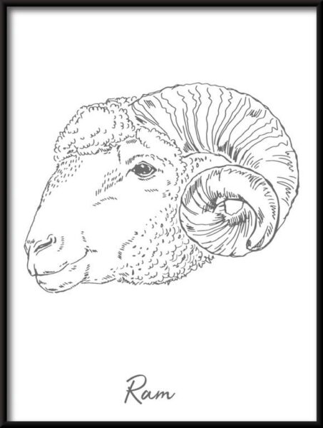 Affiche linéaire Bélier