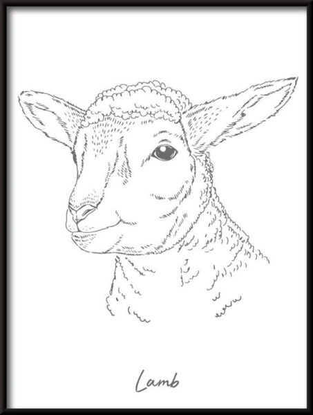 Affiche linéaire de moutons
