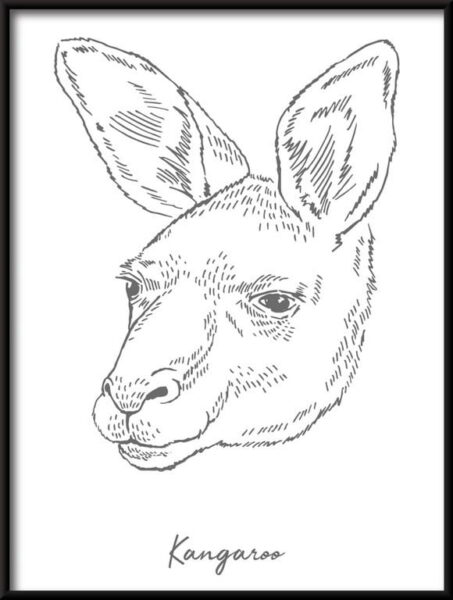 Kangourou linéaire Poster