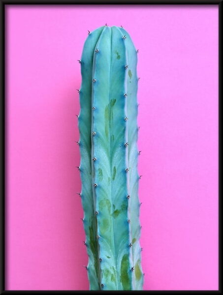 Humeur de néon de cactus Poster – Image 4