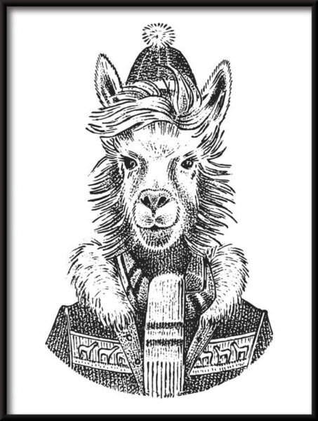 Lama dans une casquette affiche