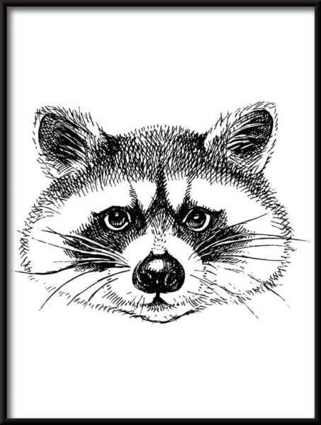 Poster Raton laveur dessiné