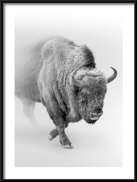 Affiche Bison dans la brume