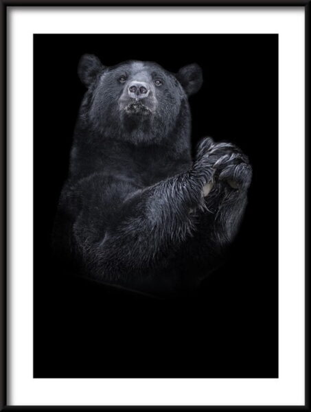 Affiche ours noir