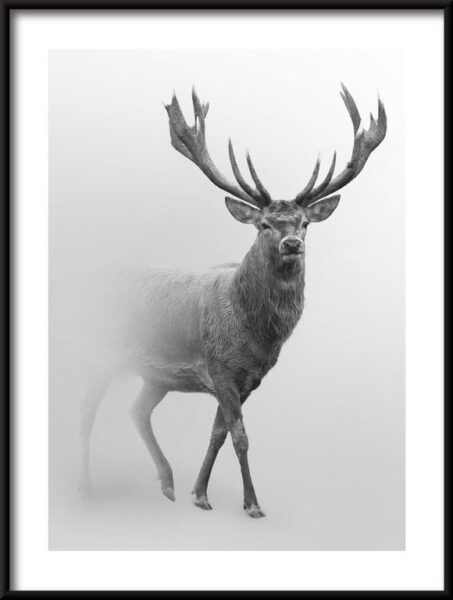 Affiche Cerf dans la brume
