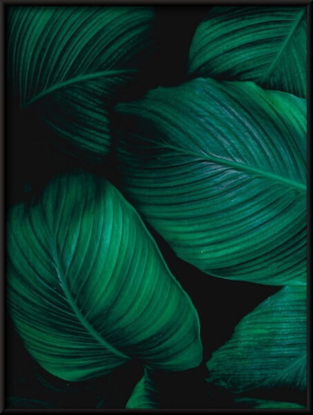 Feuilles tropicales Poster – Image 4