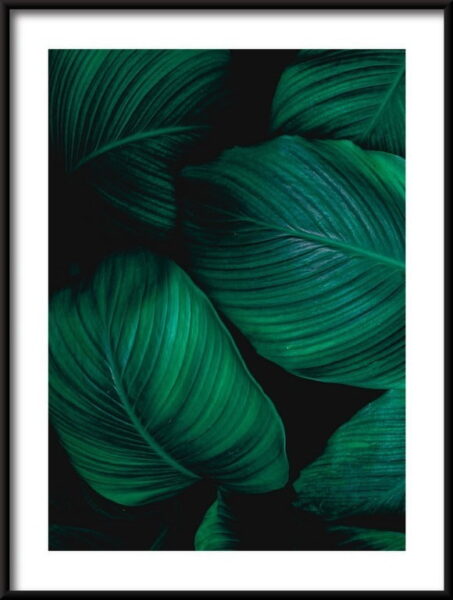 Feuilles tropicales Poster