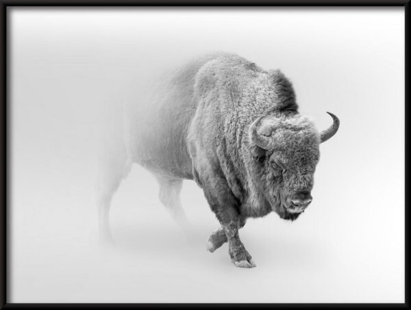 Affiche Bison dans la brume – Image 3