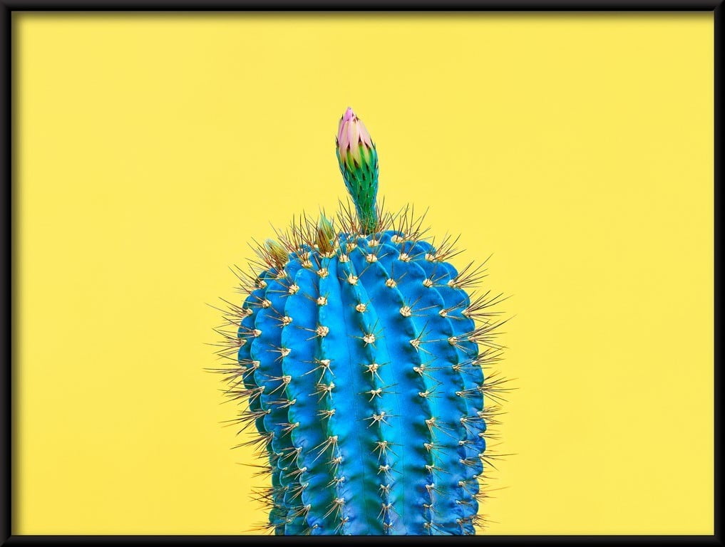 Cactus bleu Poster – Image 3
