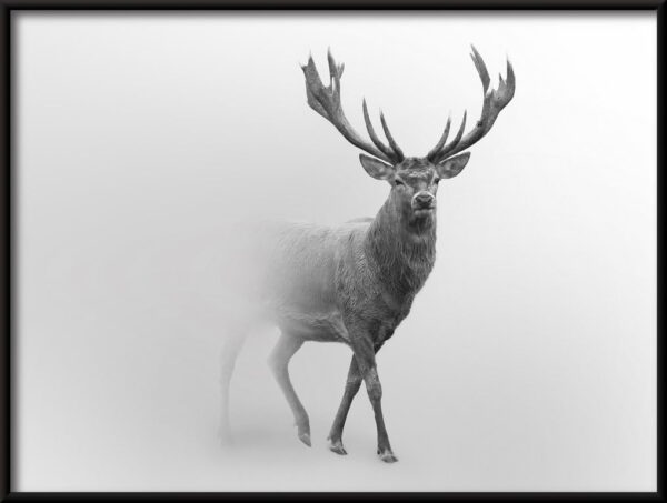 Affiche Cerf dans la brume – Image 3
