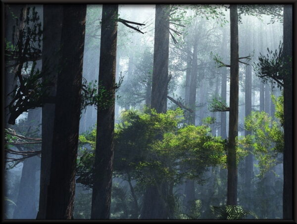 Matin brumeux dans l'affiche de la forêt – Image 2