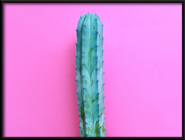 Humeur de néon de cactus Poster – Image 3
