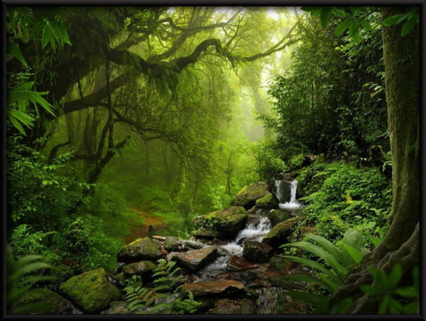 Affiche de la forêt tropicale – Image 2