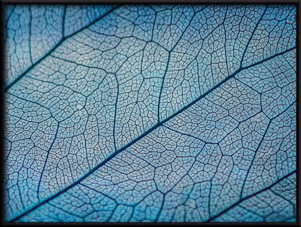Feuille bleue Poster – Image 2