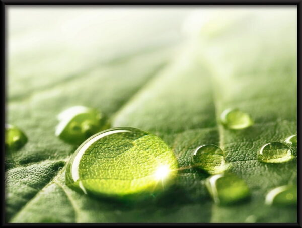 Gouttes sur une affiche de feuille verte – Image 2
