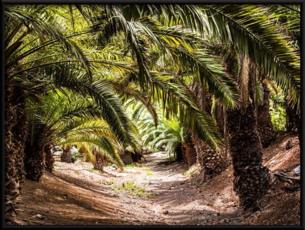 De beaux palmiers – Image 2