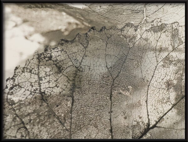 Motif de feuilles transparentes Poster – Image 2