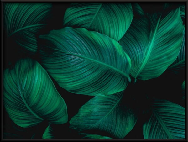 Feuilles tropicales Poster – Image 3