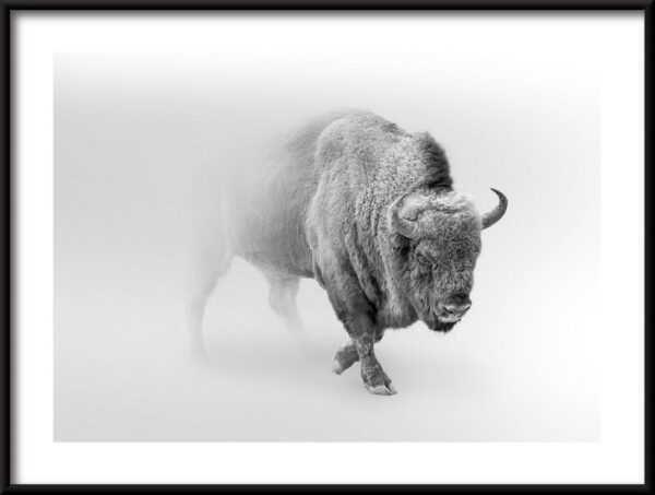 Affiche Bison dans la brume – Image 2