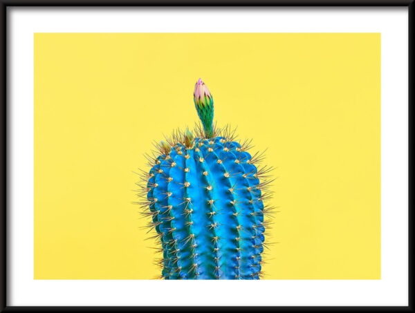 Cactus bleu Poster – Image 2